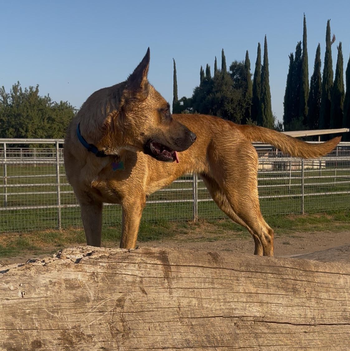 Enlarge Roxy, a Adoptable mixed breed in Manteca, CA image 2/5
