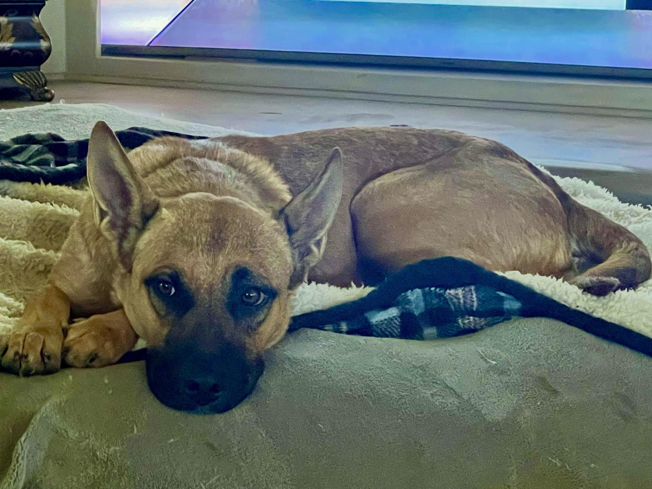 Enlarge Roxy, a Adoptable mixed breed in Manteca, CA image 5/5