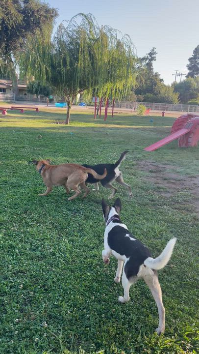 Enlarge Roxy, a Adoptable mixed breed in Manteca, CA video 4/5