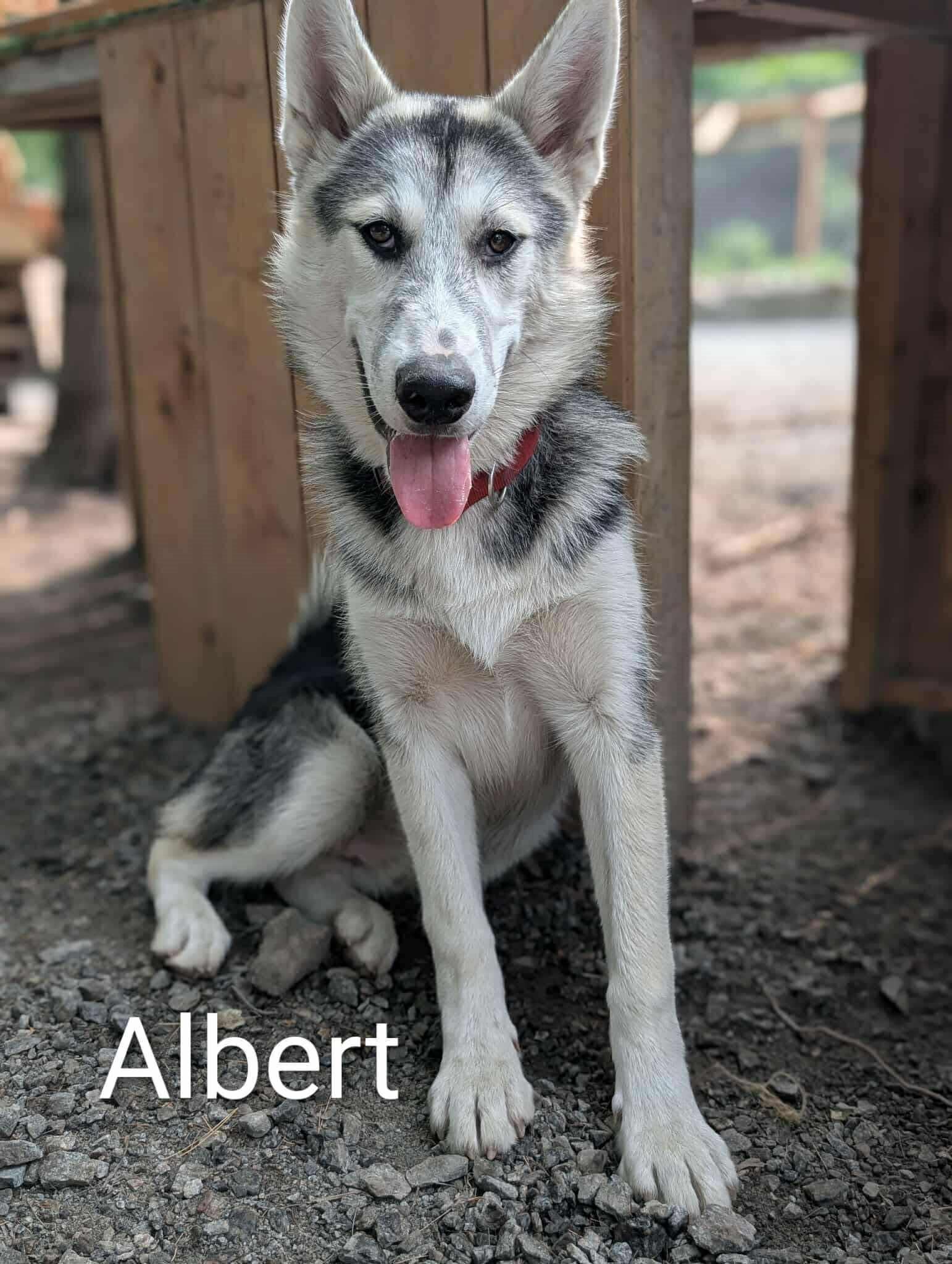 Albert, an adoptable Husky in STE-MARGUERITE-DU-LAC-MASSON, QC, J0T 1L0 | Photo Image 1