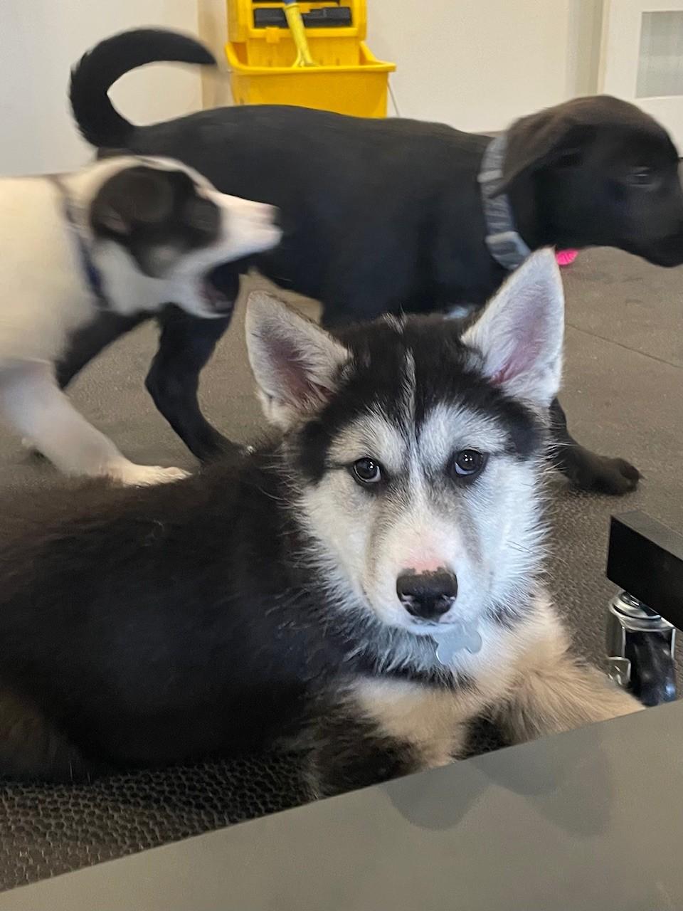 Albert, an adoptable Husky in STE-MARGUERITE-DU-LAC-MASSON, QC, J0T 1L0 | Photo Image 3