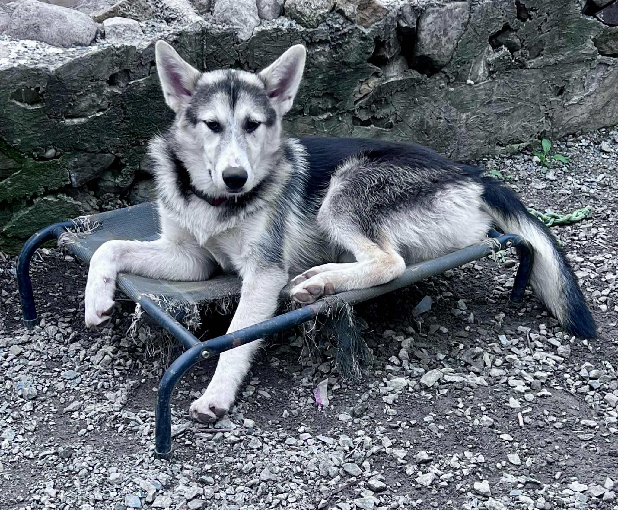 Albert, an adoptable Husky in STE-MARGUERITE-DU-LAC-MASSON, QC, J0T 1L0 | Photo Image 2