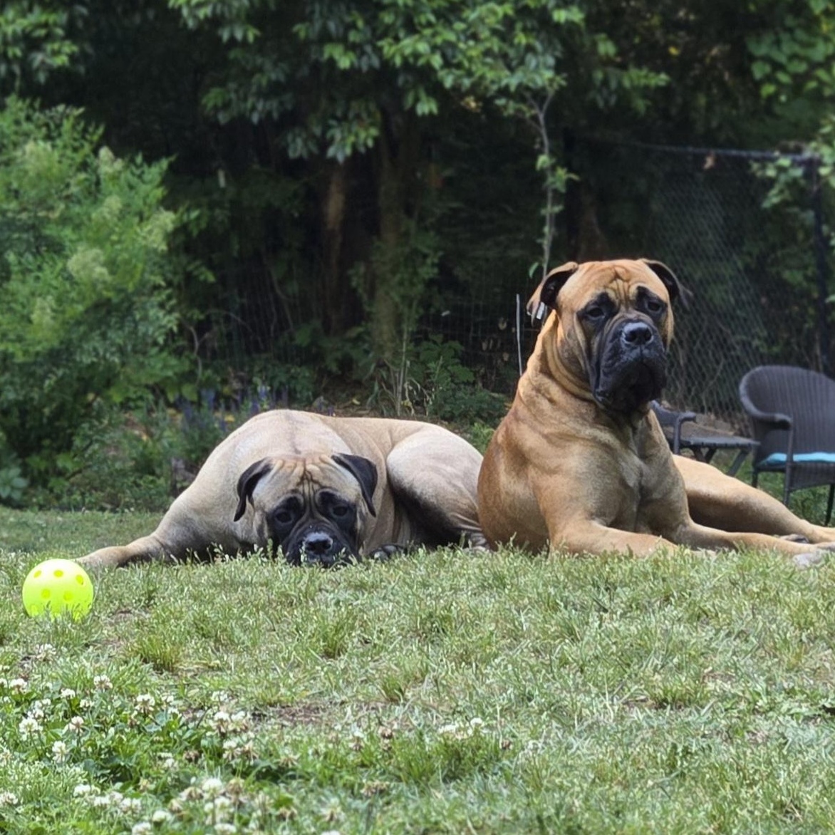 Cooper & Gracie - North Carolina, ADOPTABLE, Young Male Bullmastiff.