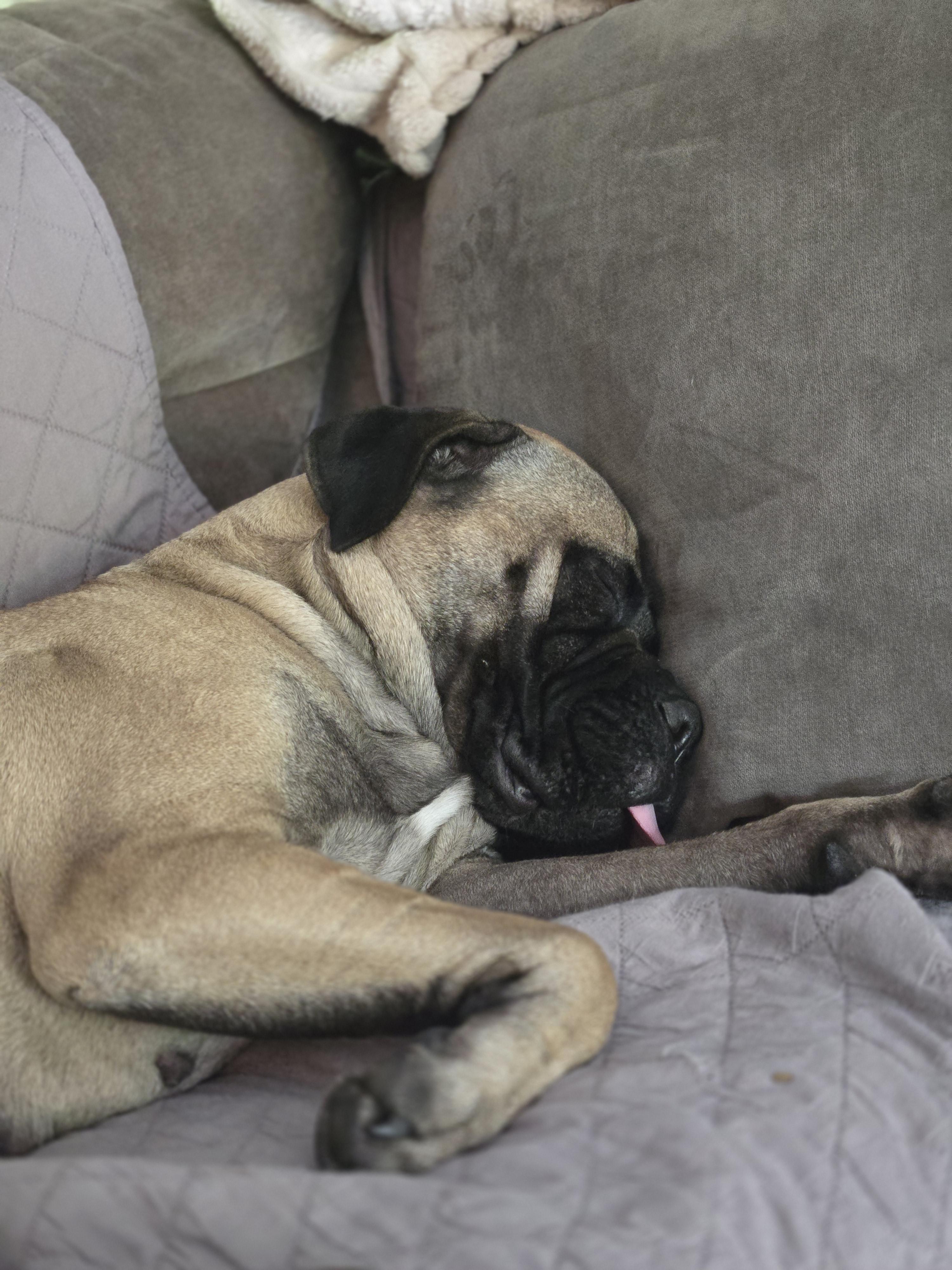 Enlarge Cooper & Gracie - North Carolina, a ADOPTABLE Bullmastiff in Burlington, NC image 5/5