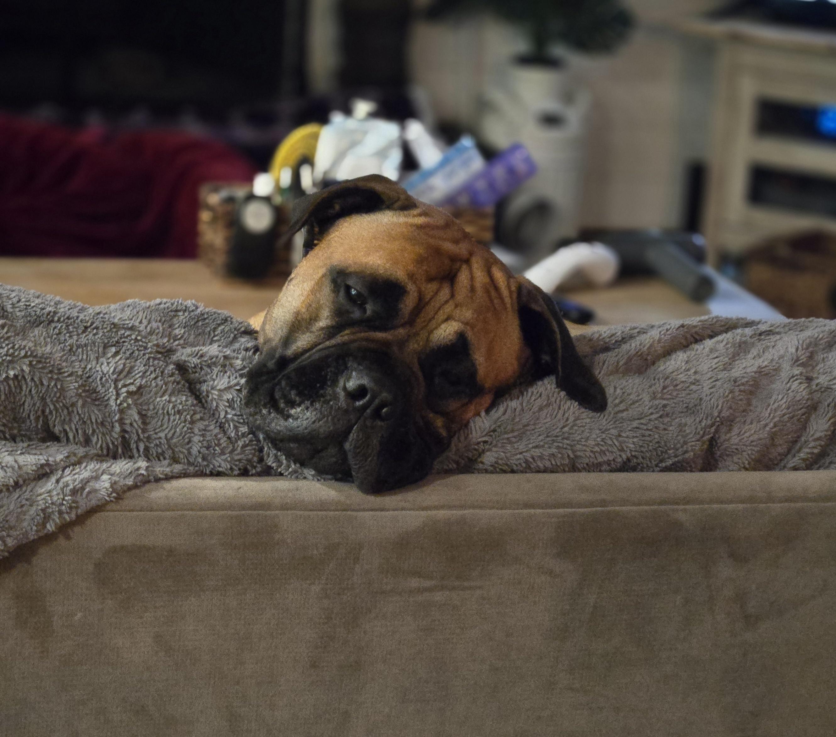 Enlarge Cooper & Gracie - North Carolina, a ADOPTABLE Bullmastiff in Burlington, NC image 4/5