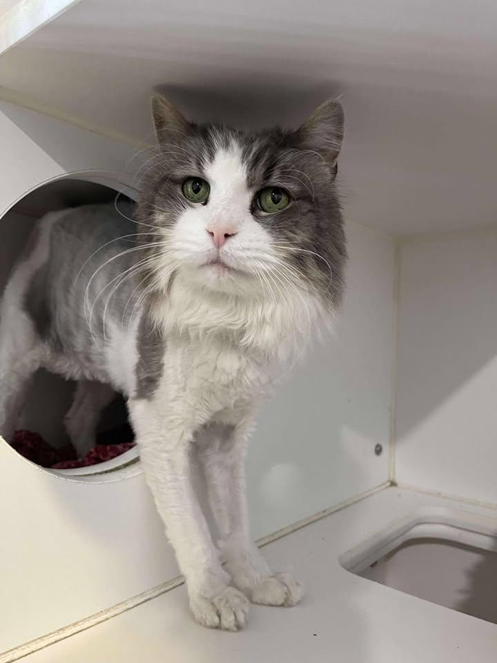 Bobby Belcher, ADOPTABLE, Adult Male Domestic Long Hair.