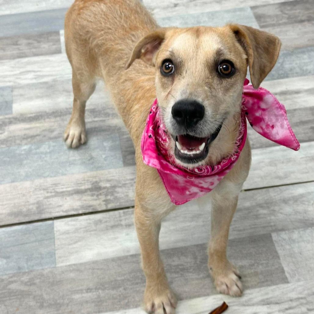 Legacy, Adoptable, Young Female Terrier.
