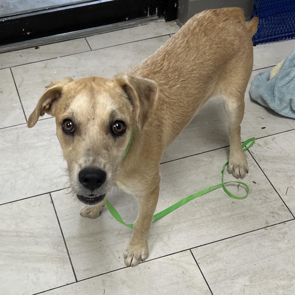 Enlarge Legacy, a Adoptable Terrier in Lufkin, TX image 1/1