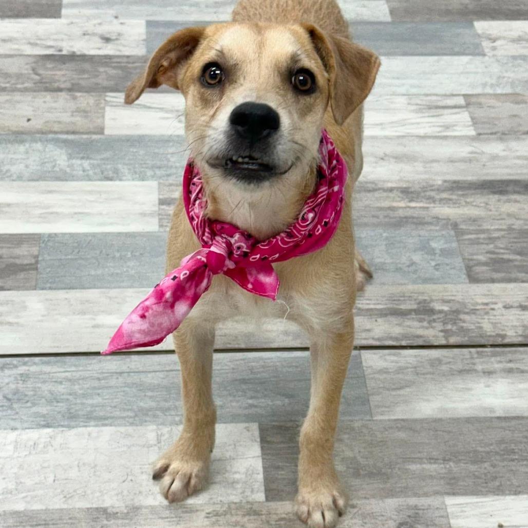 Enlarge Legacy, a Adoptable Terrier in Lufkin, TX image 2/3