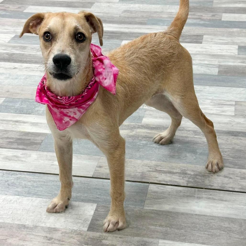 Enlarge Legacy, a Adoptable Terrier in Lufkin, TX image 3/3