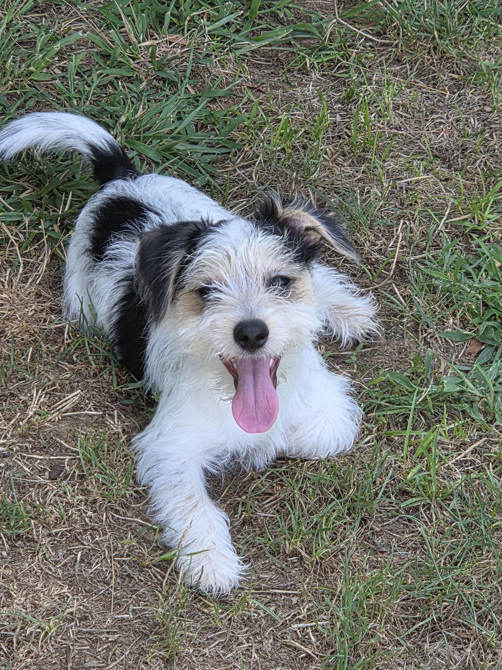 Puppy Arlo thumbnail 2