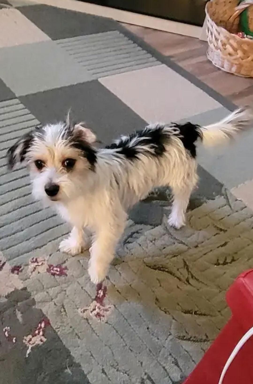 Puppy Arlo thumbnail 4