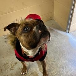 Tommie, Adoptable, Adult Male Boxer.