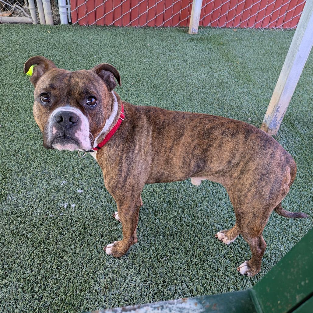 Tommie, Adoptable, Adult Male Boxer.