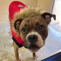 Enlarge Tommie, a Adoptable Boxer in Buellton, CA image 2/3