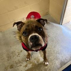 Enlarge Tommie, a Adoptable Boxer in Buellton, CA image 3/3