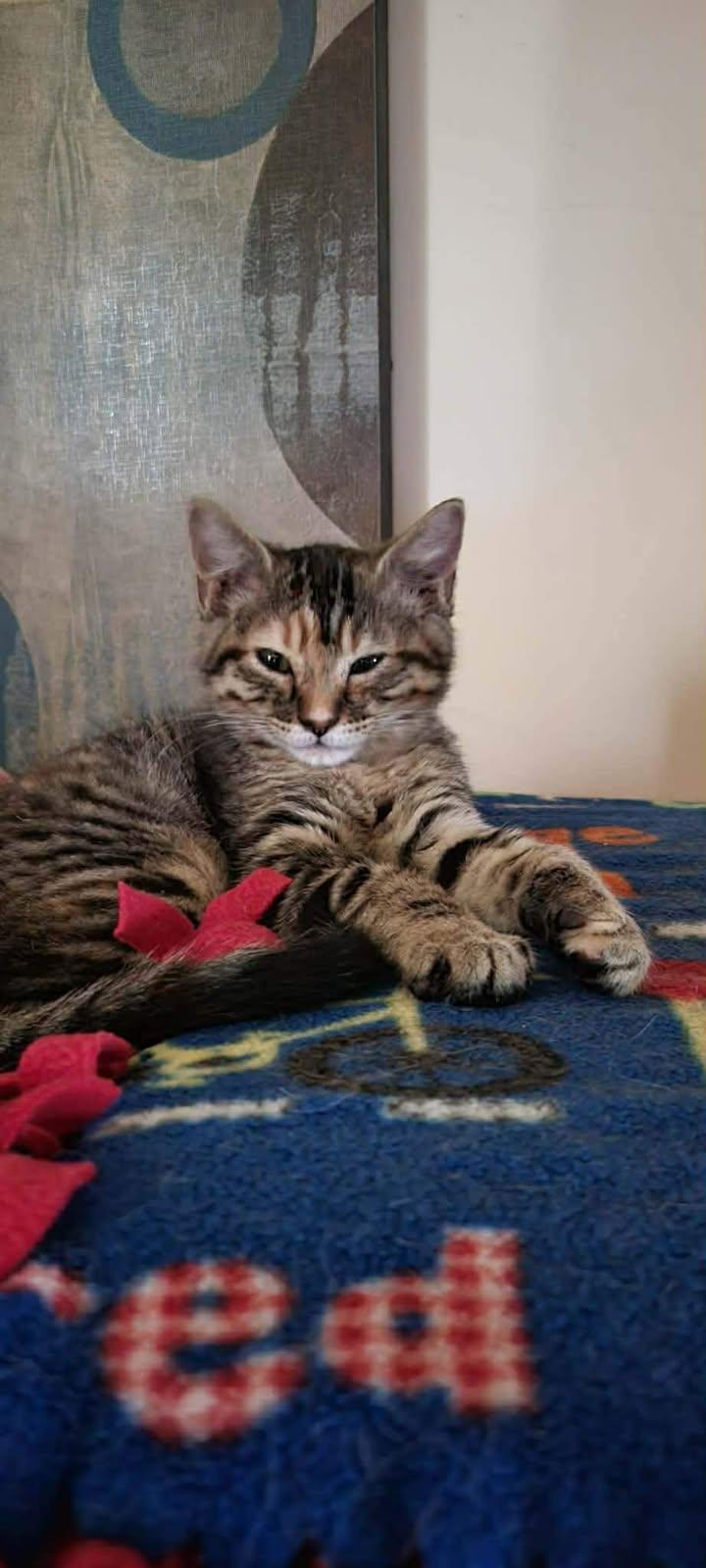 Enlarge Luna, a ADOPTABLE mixed breed in Creston, IA image 1/4