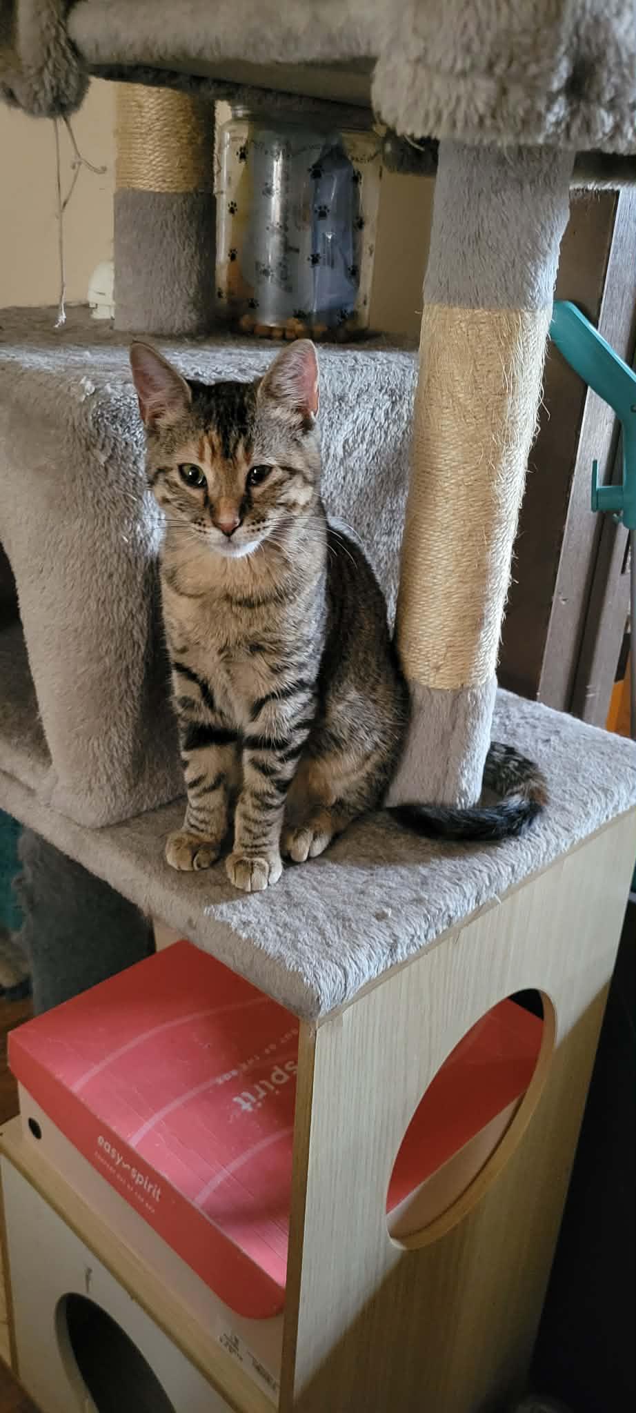 Luna, ADOPTABLE, Young Female Domestic Short Hair.