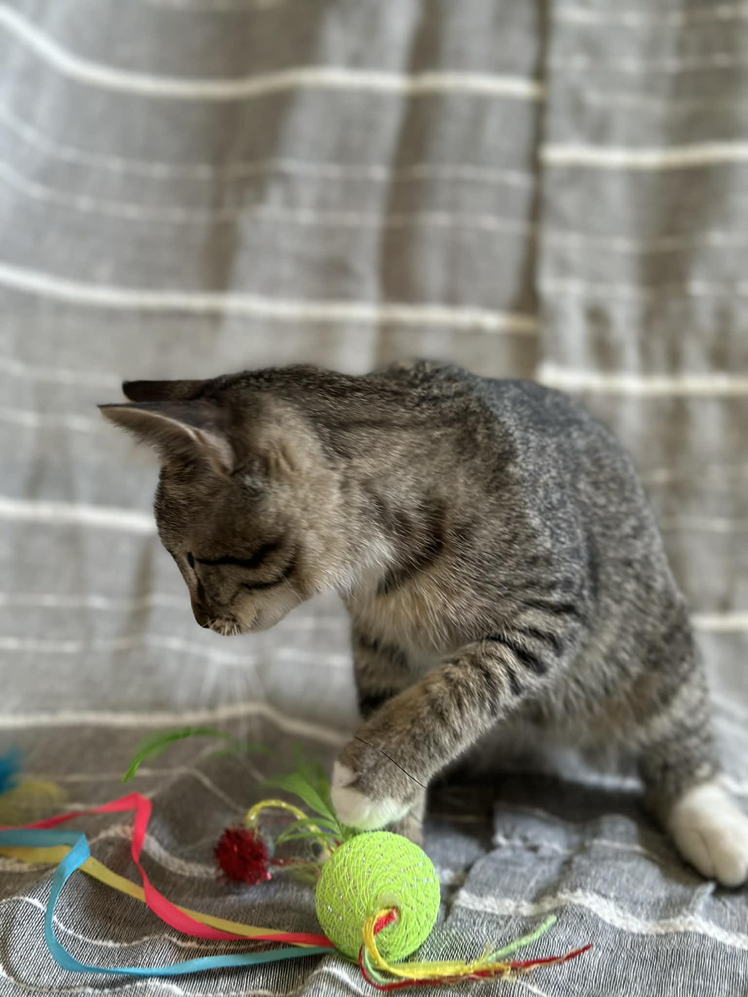 Enlarge Luna, a ADOPTABLE mixed breed in Creston, IA image 2/5