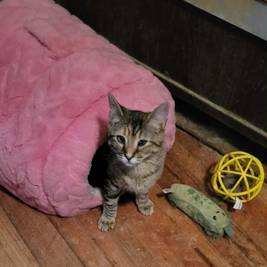 Enlarge Luna, a ADOPTABLE mixed breed in Creston, IA image 3/4