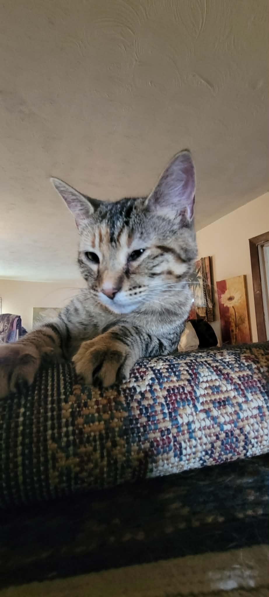 Enlarge Luna, a ADOPTABLE mixed breed in Creston, IA image 2/4