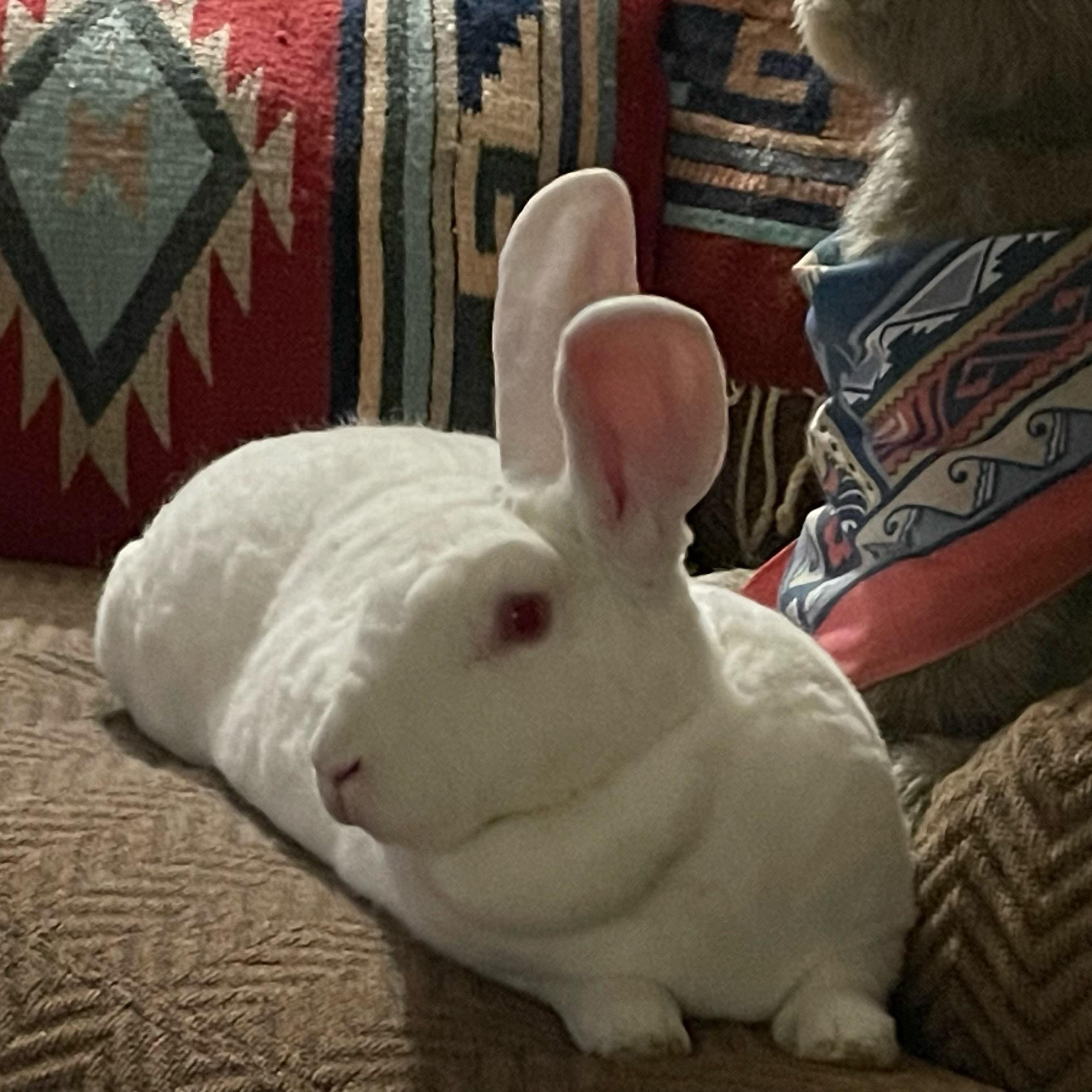 Wren, adopted, Adult Female Rex & New Zealand.