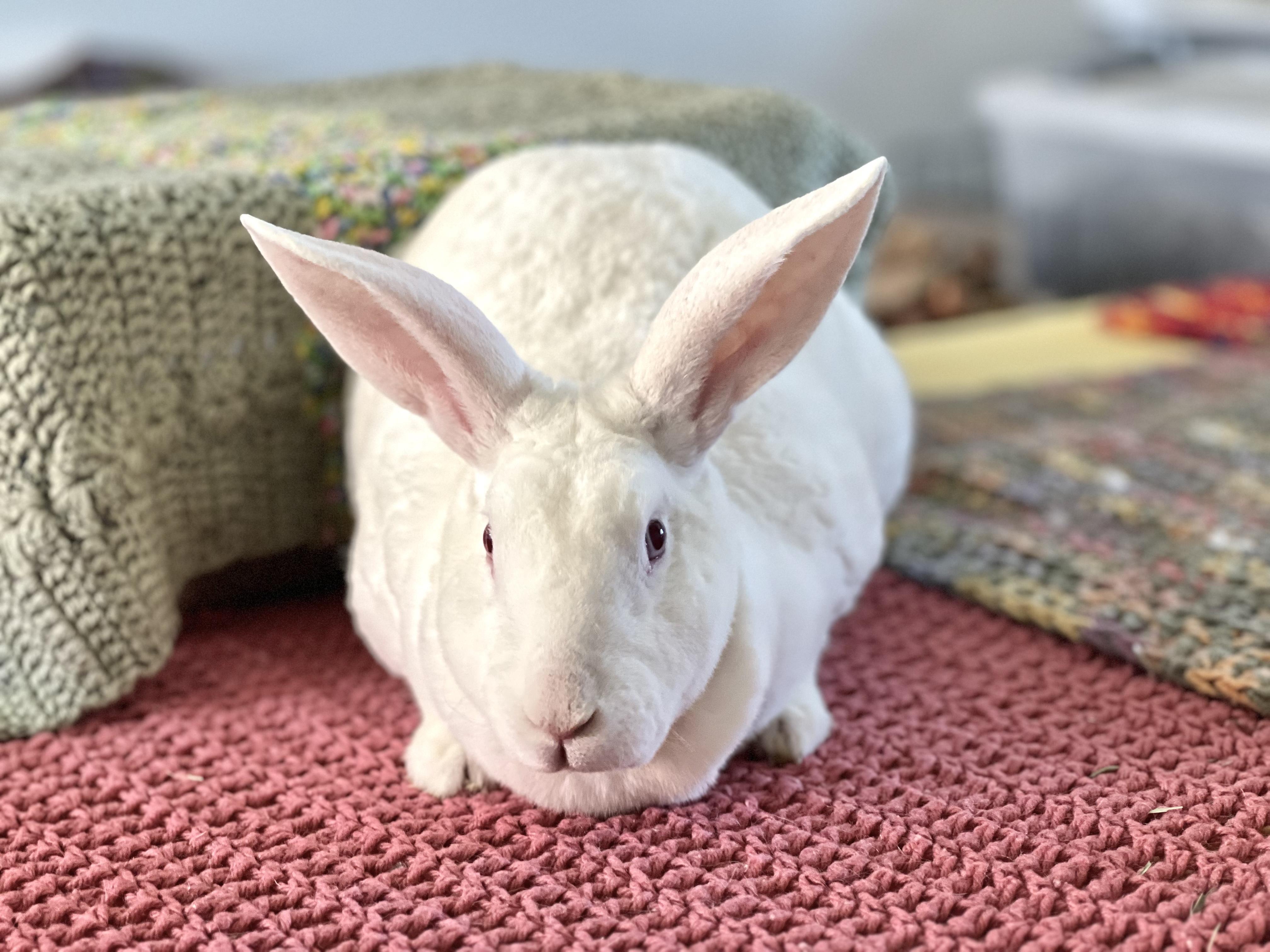 Wren, a Adoptable Rex in Brighton, CO image 2/5