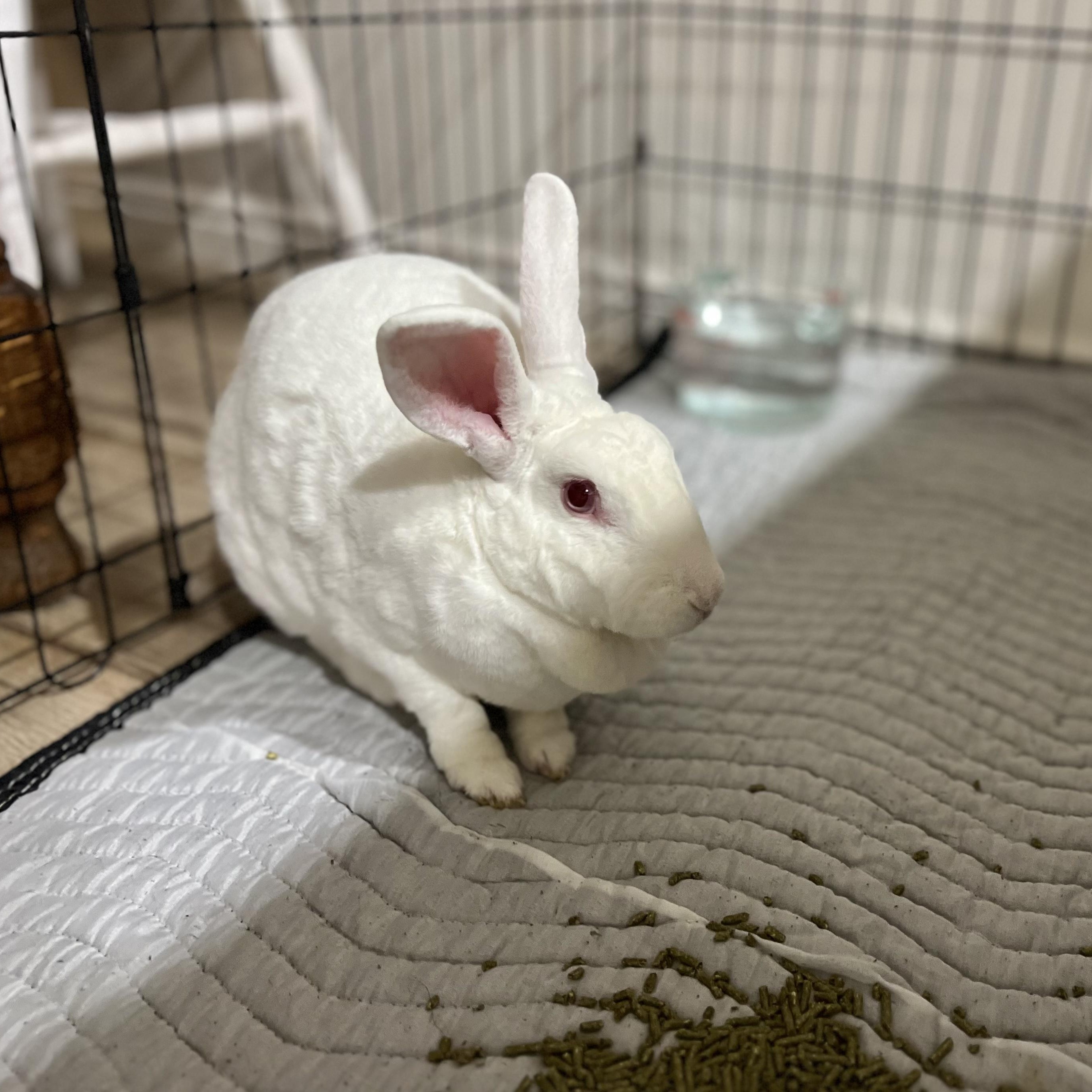 Wren, a Adoptable Rex in Brighton, CO image 3/5