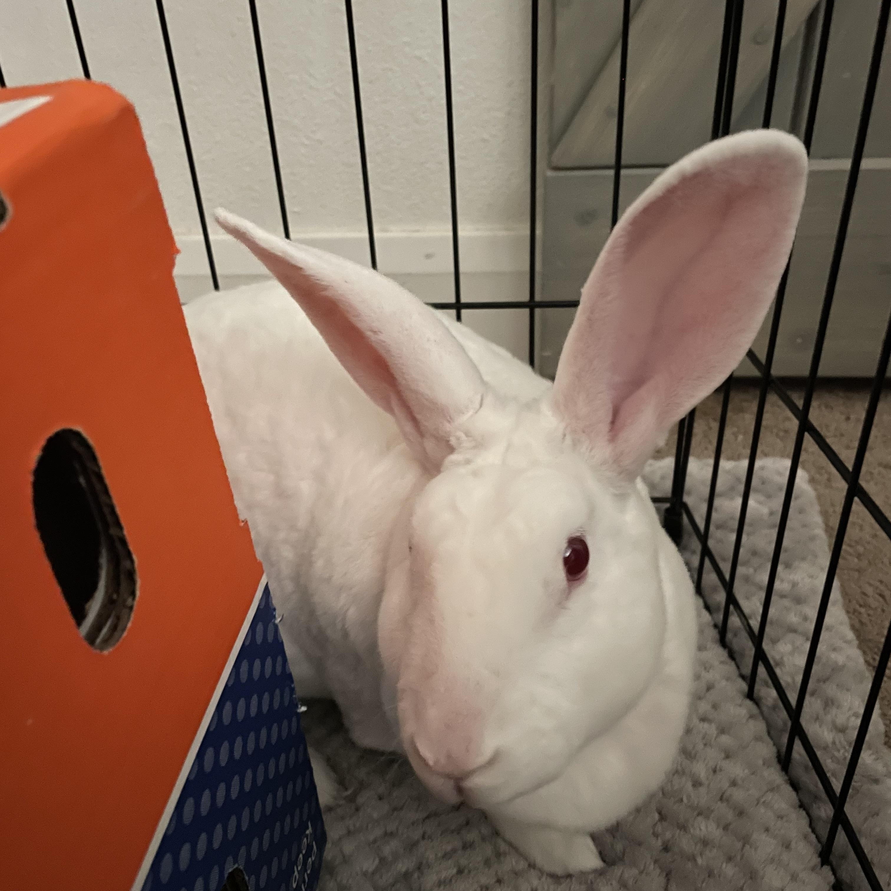 Wren, Adoptable, Adult Female Rex.