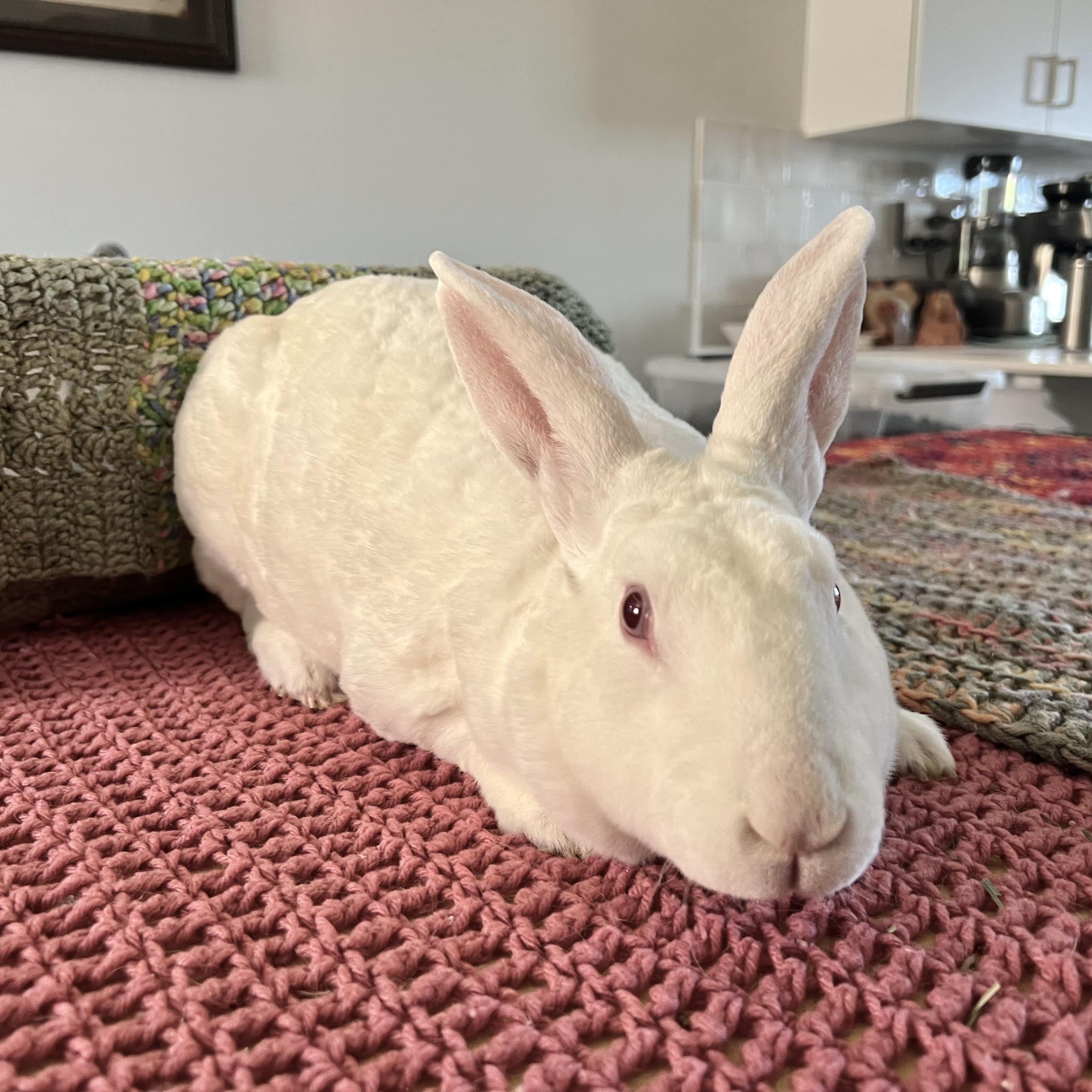 Wren, a Adoptable Rex in Brighton, CO image 4/5