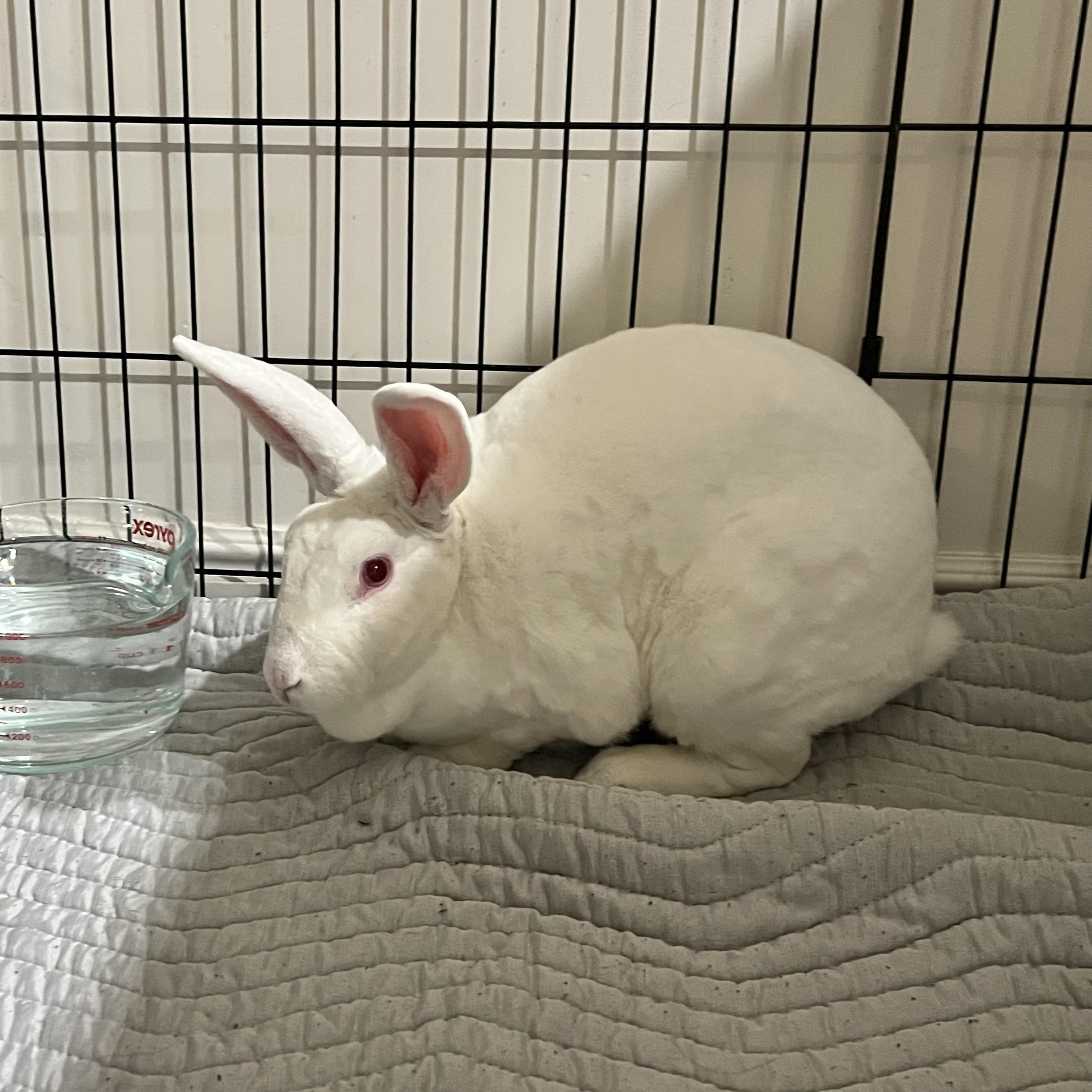 Wren, a Adoptable Rex in Brighton, CO image 5/5