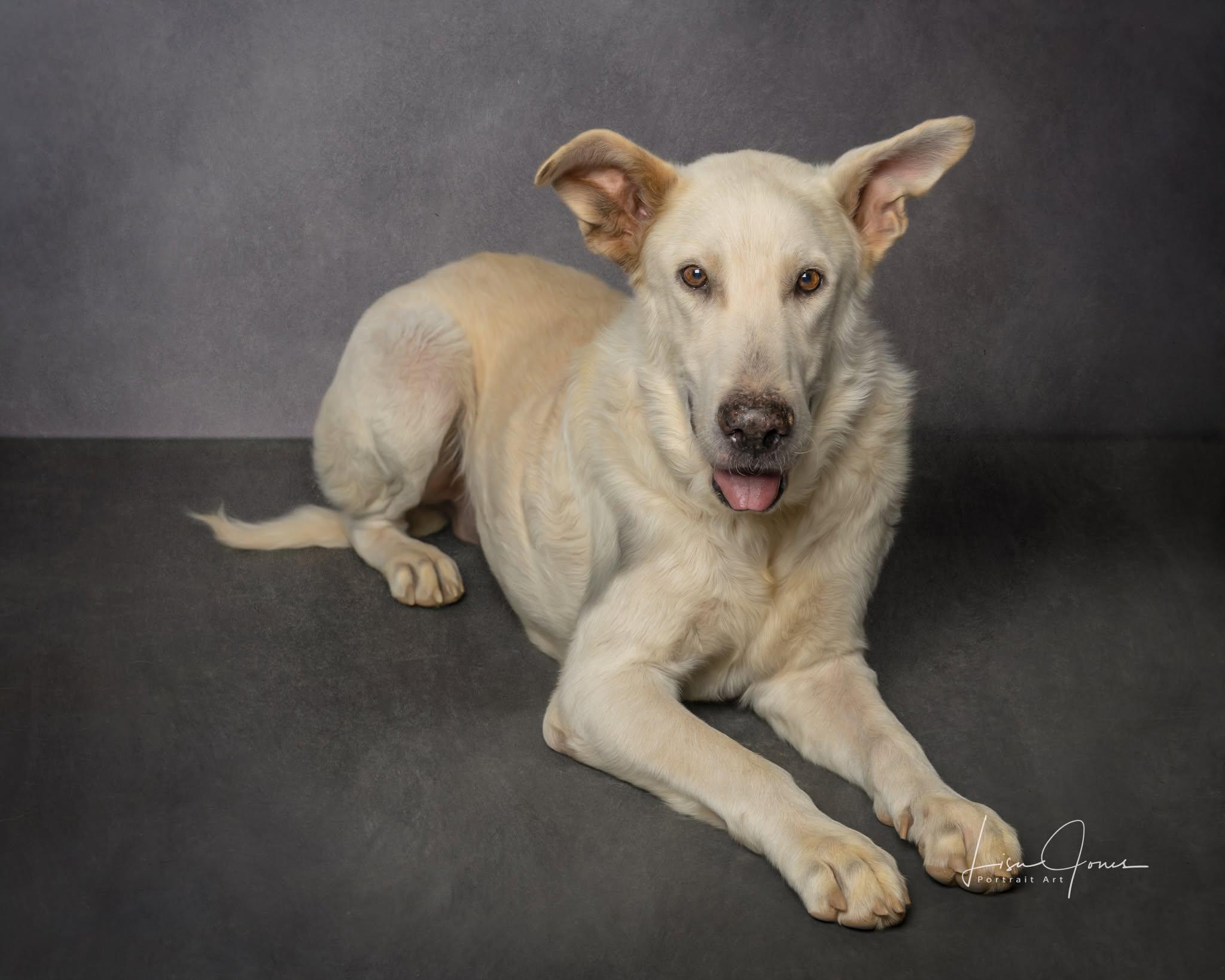 Enlarge Mike, a Adoptable mixed breed in Cullman, AL image 2/2