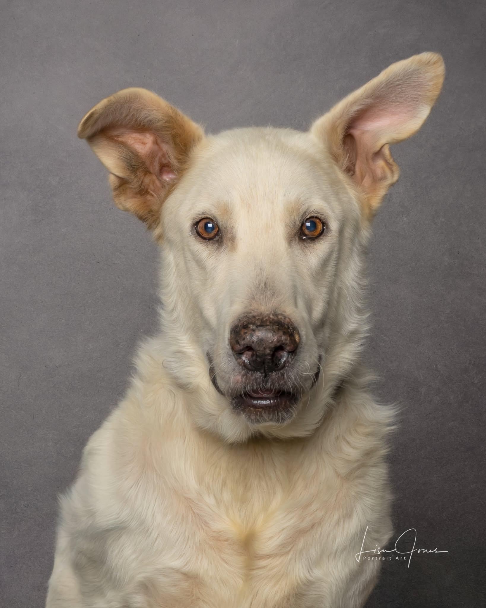 Enlarge Mike, a Adoptable mixed breed in Cullman, AL image 1/2