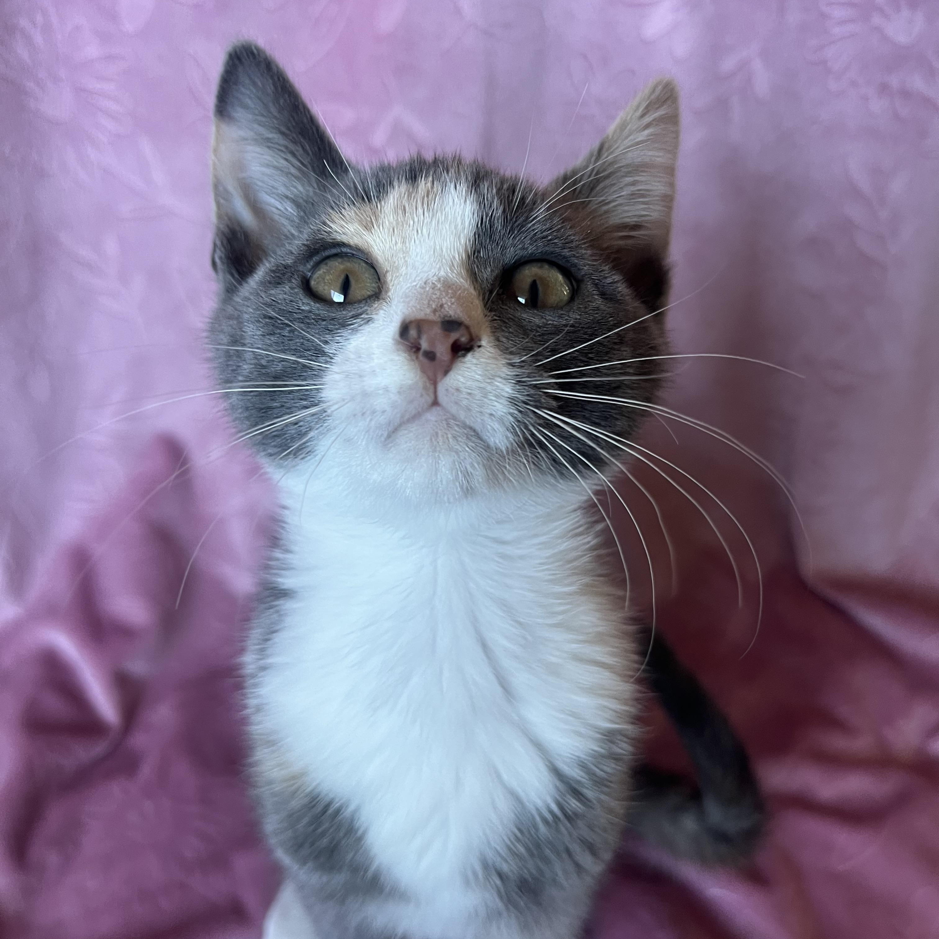 Enlarge Maelle, a ADOPTABLE Dilute Calico in Ephrata, WA image 1/1