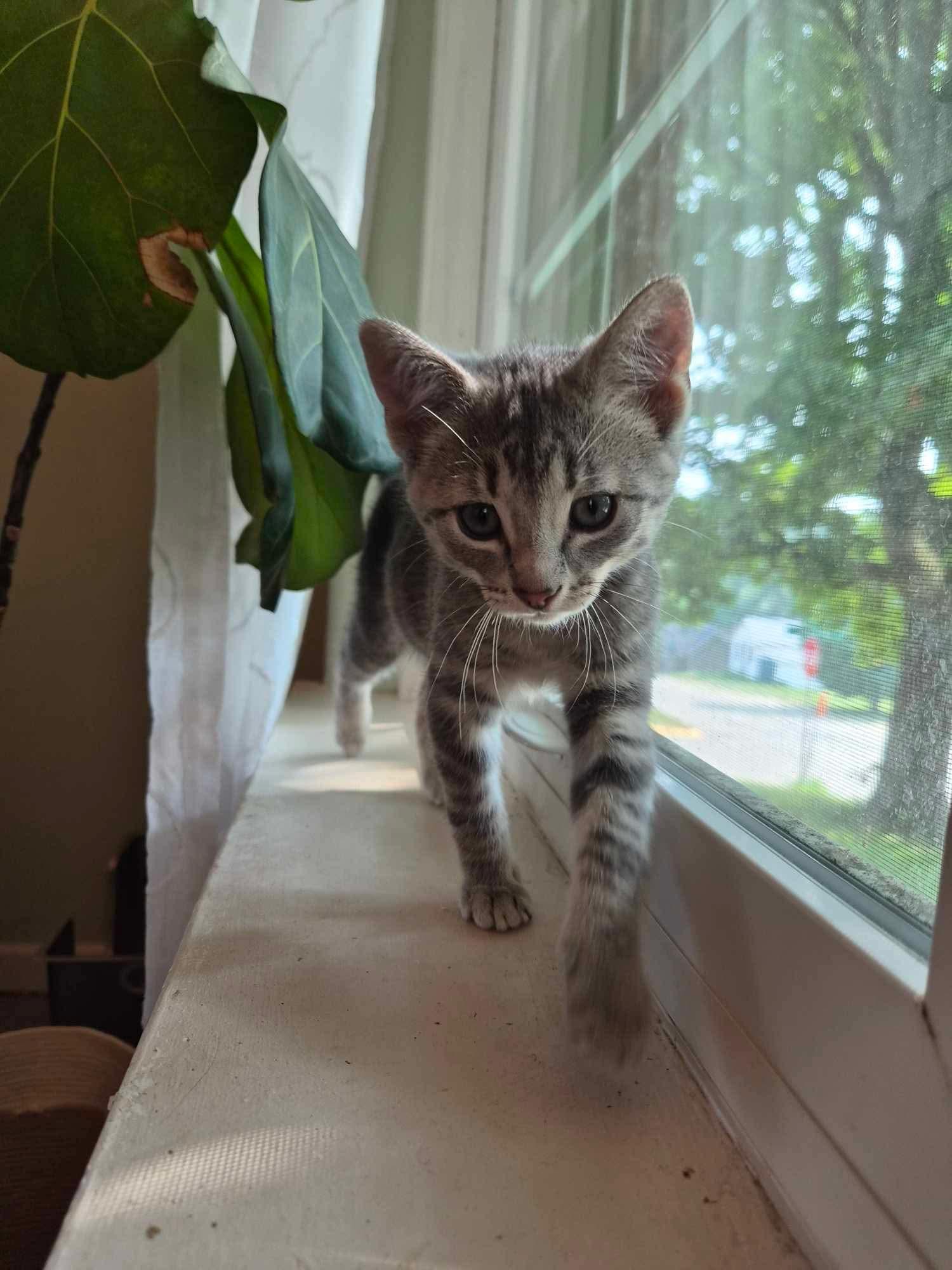 Enlarge Atticus, a Adoptable Domestic Short Hair in Mineral Point, WI image 2/6