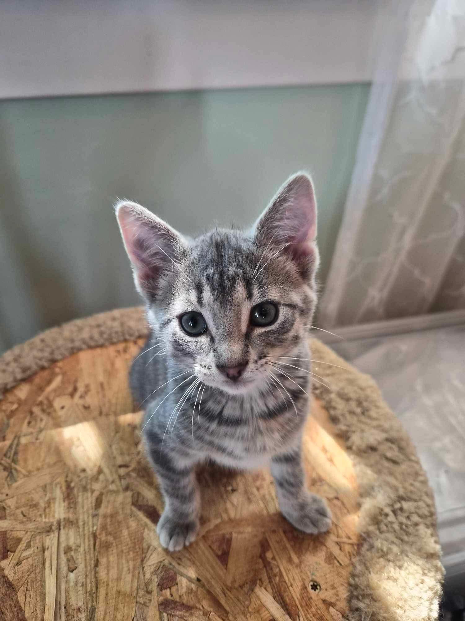 Enlarge Atticus, a Adoptable Domestic Short Hair in Mineral Point, WI image 6/6