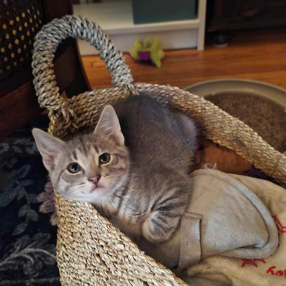 Enlarge Atticus, a Adoptable Domestic Short Hair in Mineral Point, WI image 1/6
