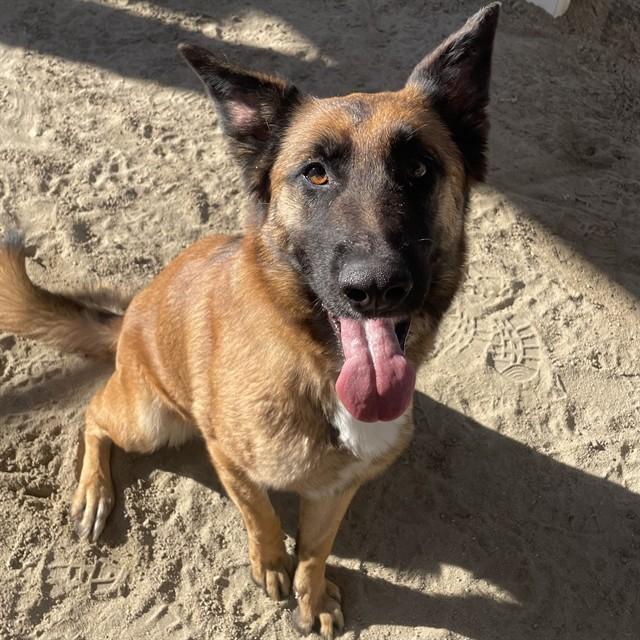CUPCAKE, Adoptable, Young Female Belgian Shepherd / Malinois & Mixed Breed.
