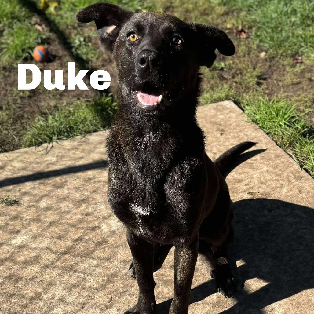 Duke 250846, Adoptable, Young Male Mixed Breed.