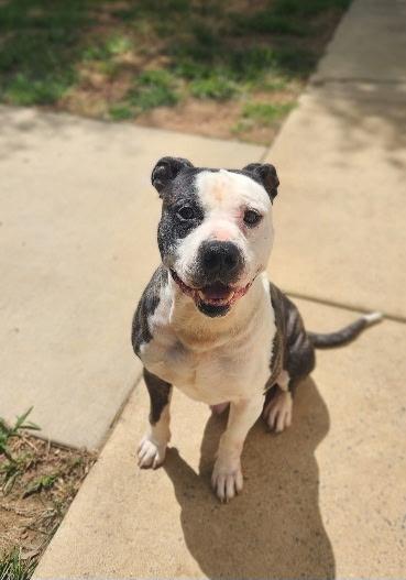 Enlarge Copper, a ADOPTABLE Pit Bull Terrier in Stanley, VA image 3/3