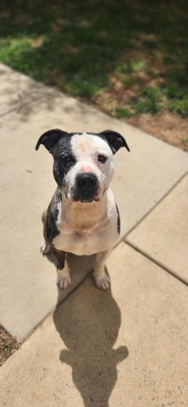 Copper, ADOPTABLE, Adult Male Pit Bull Terrier.