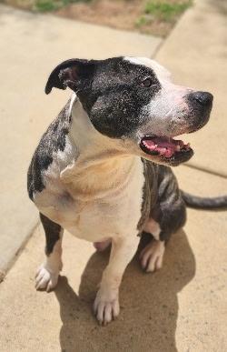 Enlarge Copper, a ADOPTABLE Pit Bull Terrier in Stanley, VA image 2/3