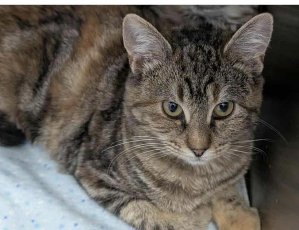 Skip, a Adoptable mixed breed in Ontario, OR image 2/2