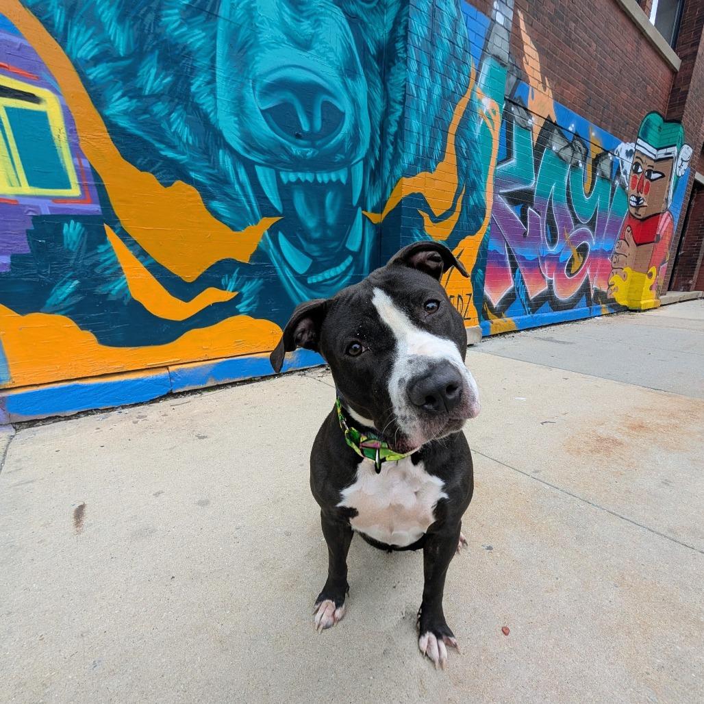 Neve, Adoptable, Adult Female Mixed Breed.