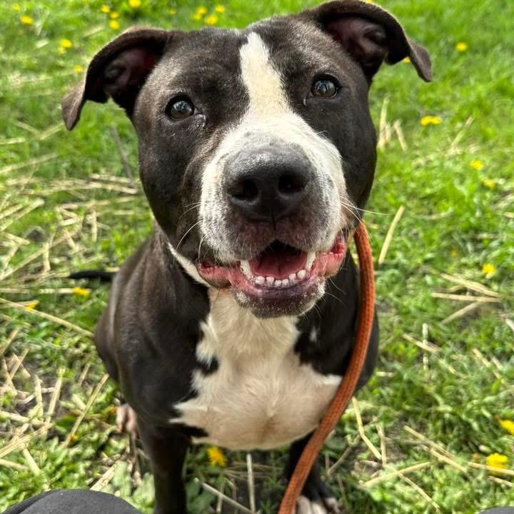 Neve, a Adoptable Mixed Breed in Wheeling, IL image 2/6