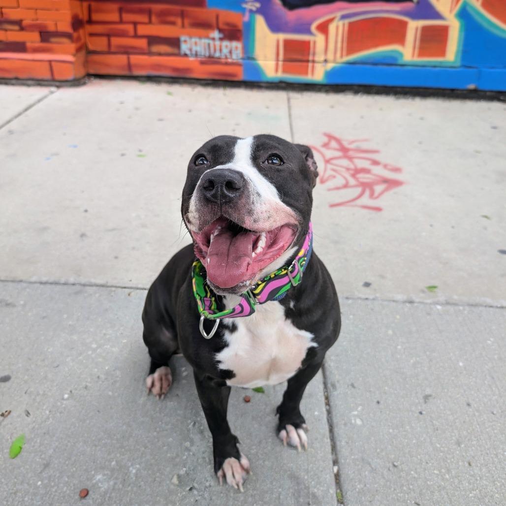 Neve, a Adoptable Mixed Breed in Wheeling, IL image 3/6