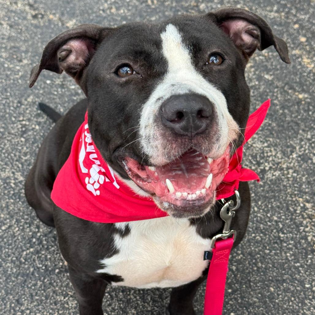 Neve, a Adoptable Mixed Breed in Wheeling, IL image 4/6
