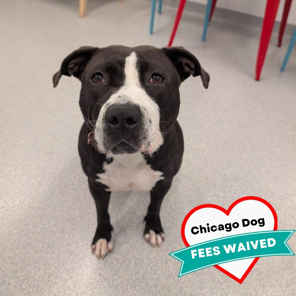 Neve, a Adoptable Mixed Breed in Wheeling, IL image 5/6