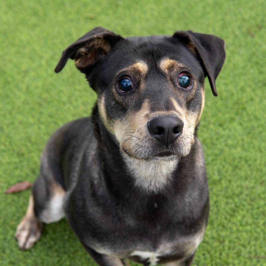Napoleon, Adoptable, Adult Male Rottweiler & Mixed Breed.