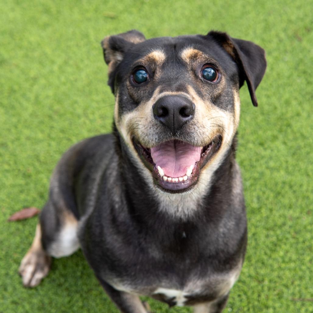 Napoleon, a Adoptable mixed breed in Gainesville, GA image 2/2